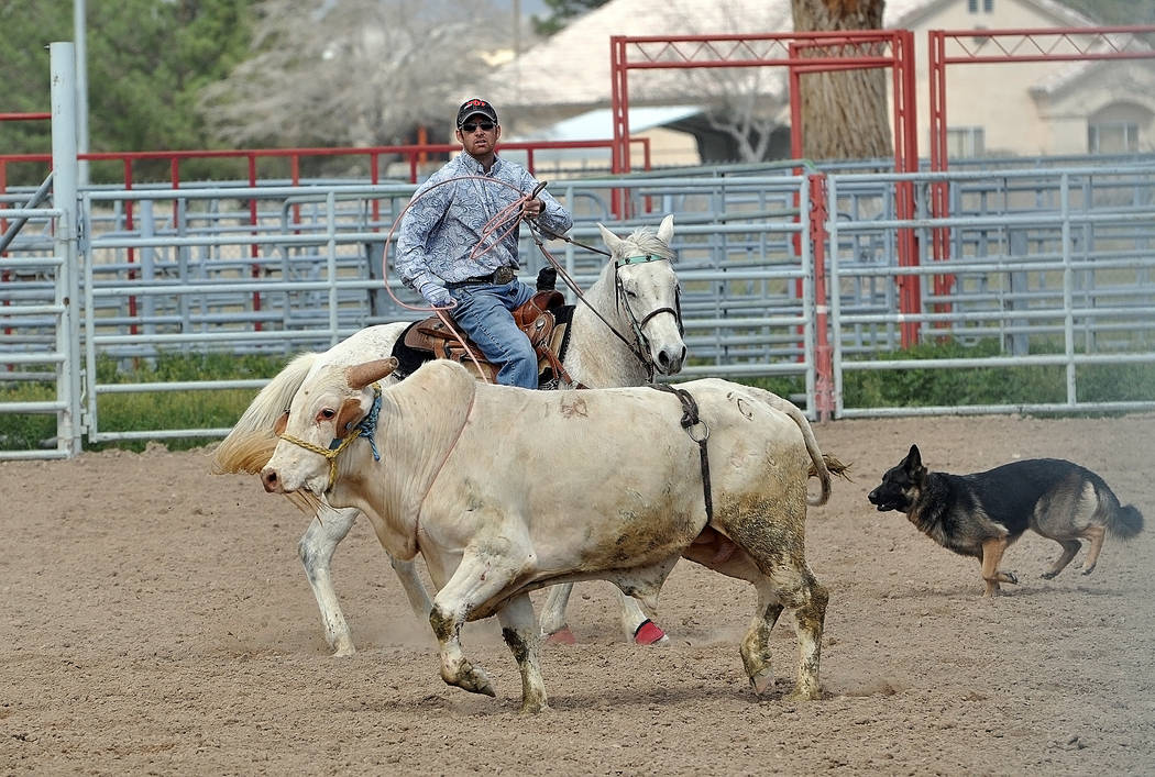 Robert Tibbits chases down a bull for the team with help from Bella, the bull chasing dog on March 5. Bull riders have returned to Pahrump in the form of high school rodeo, which will do its first ...