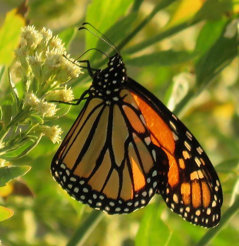 A monarch butterfly lights on spring growth in this undated photo taken at the Nature Conservancy's Torrance Ranch Preserve, 125 miles northwest of Las Vegas. (Len Warren/The Nature Conservancy)
