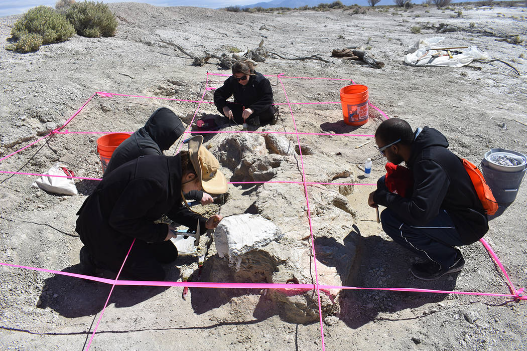 Daria Sokolova/Pahrump Valley Times
A group of current and former UNLV students are digging out a fossilized Columbian mammoth in an undisclosed location in Nye County. Steve Rowland, a UNLV geolo ...