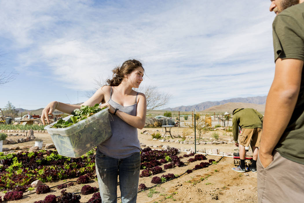 A volunteer with World Wide Opportunity on Organic Farms Leilah Mojarrab collects greens on the Desert Bloom Eco Farm in Tecopa, Calif. Thursday, March 23, 2017. (Elizabeth Brumley Las Vegas Revie ...