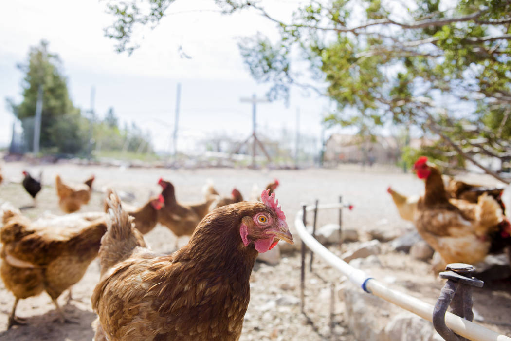 desert aquaponics farm delivers bounty to las vegas strip