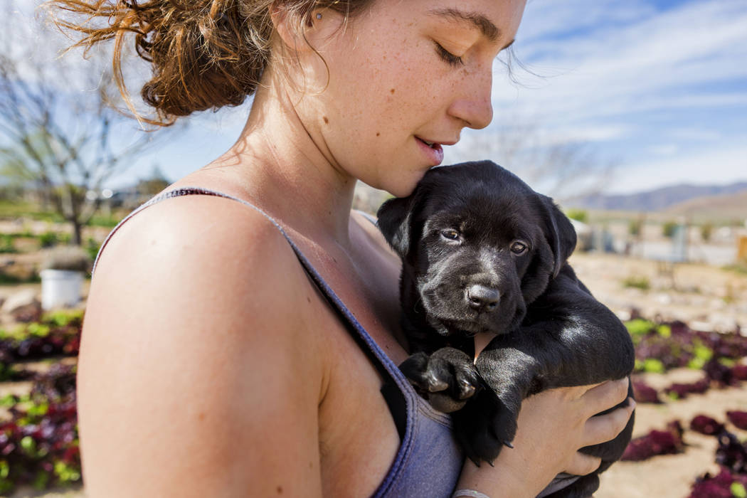 A volunteer with World Wide Opportunity on Organic Farms Leilah Mojarrab holds the Desert Bloom Eco Farm puppy in Tecopa, Calif. Thursday, March 23, 2017. (Elizabeth Brumley Las Vegas Review-Journ ...
