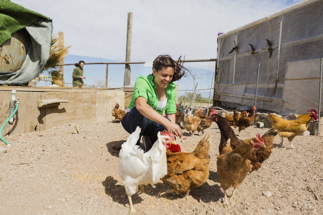 CFO of Desert Bloom Eco Farm Claudia Andracki feeds the farm's chickens in Tecopa, Calif. Thursday, March 23, 2017. (Elizabeth Brumley Las Vegas Review-Journal) @EliPagePhoto