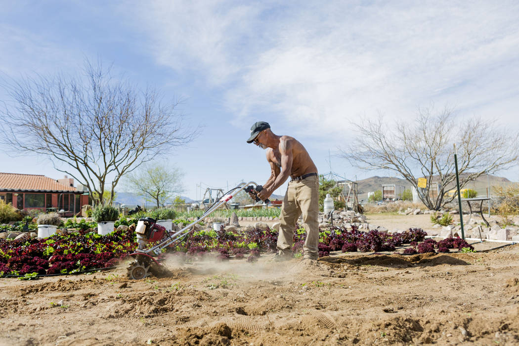 Desert Bloom Eco Farm laborer Raul Portal tills the ground  in Tecopa, Calif. Thursday, March 23, 2017. (Elizabeth Brumley Las Vegas Review-Journal) @EliPagePhoto