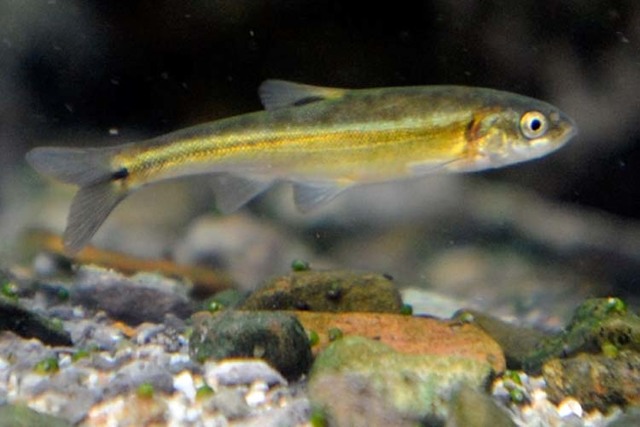 Las Vegas Review-Journal file photo
The endangered Moapa dace is only found in springs and streams at the headwaters of the Muddy River, 60 miles north of Las Vegas.