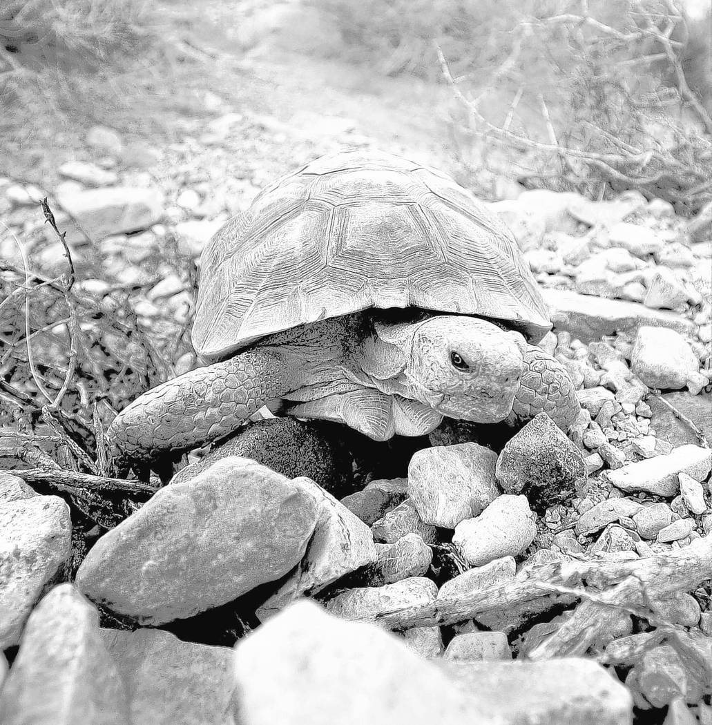 David Becker/Las Vegas Review-Journal
A desert tortoise crawls free after being released into the desert near Primm on Friday, Oct. 10, 2014. The Desert Tortoises Conservation Center which housed  ...