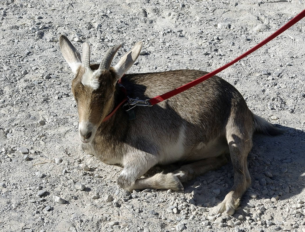 Horace Langford Jr./Pahrump Valley Times - 
Bambi the goat was with Dr. Walt Cosdon for nine years. She passed away on June 3.