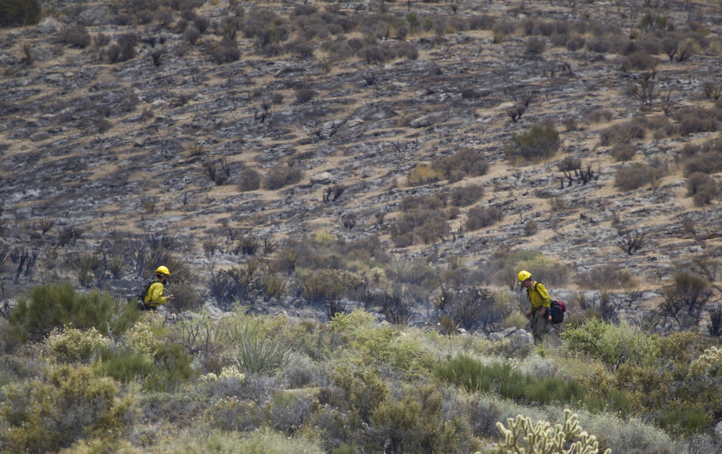 Firefighters look for hotspots at a wildfire burning on the Pahrump side of Mount Potosi southwest of Las Vegas on Friday, July 7, 2017.  (Richard Brian Las Vegas Review-Journal) @vegasphotograph