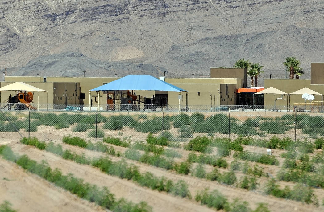 Pahrump hemp farm new to local landscape Pahrump Valley Times