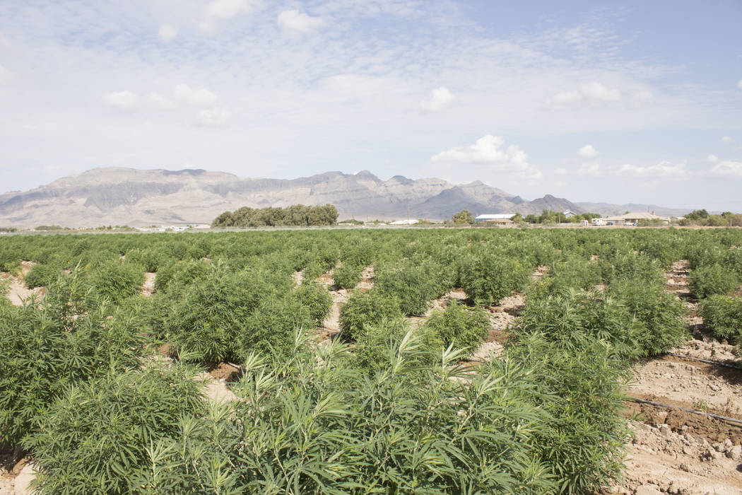 Industrial hemp farming grows in Pahrump Pahrump Valley Times