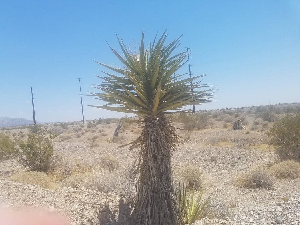 David Jacobs/Pahrump Valley Times
Pahrump had an average maximum temperature of 104.6 degrees in July, while average minimum was 57 degrees for the same month. However, July wasn't a record setter ...