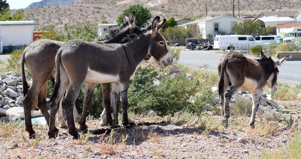 Nevadas Beatty Community Shows Passion Over Burros Pahrump Valley Times