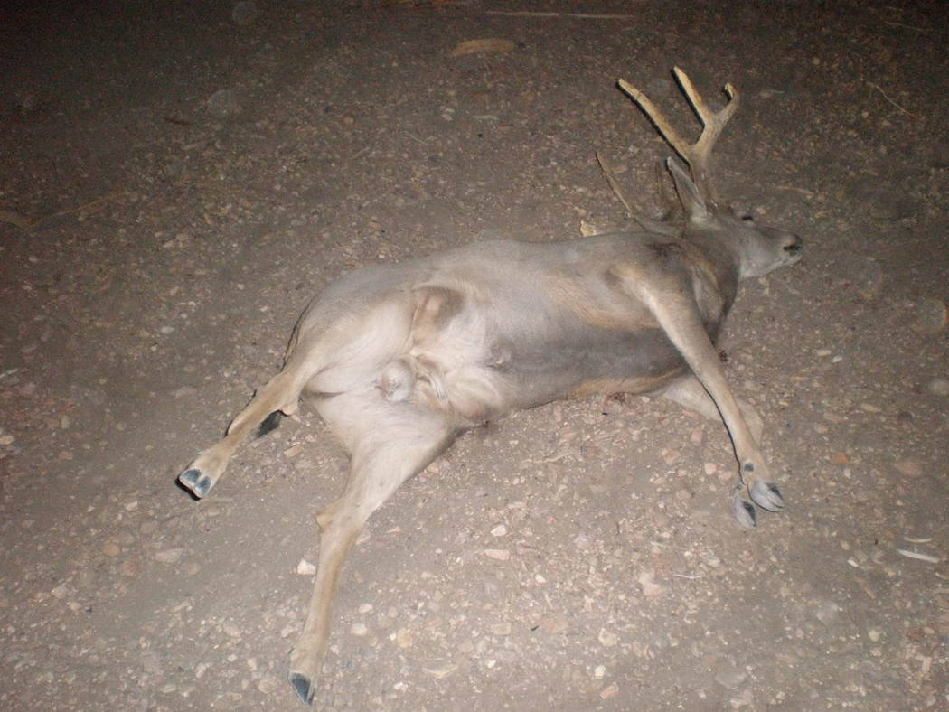 Special to the Pahrump Valley Times
A mature buck was one of eight deers shot and left to waste away in a hunting area on Mt. Charleston late last year. Doe's and at least one yearling also fell v ...