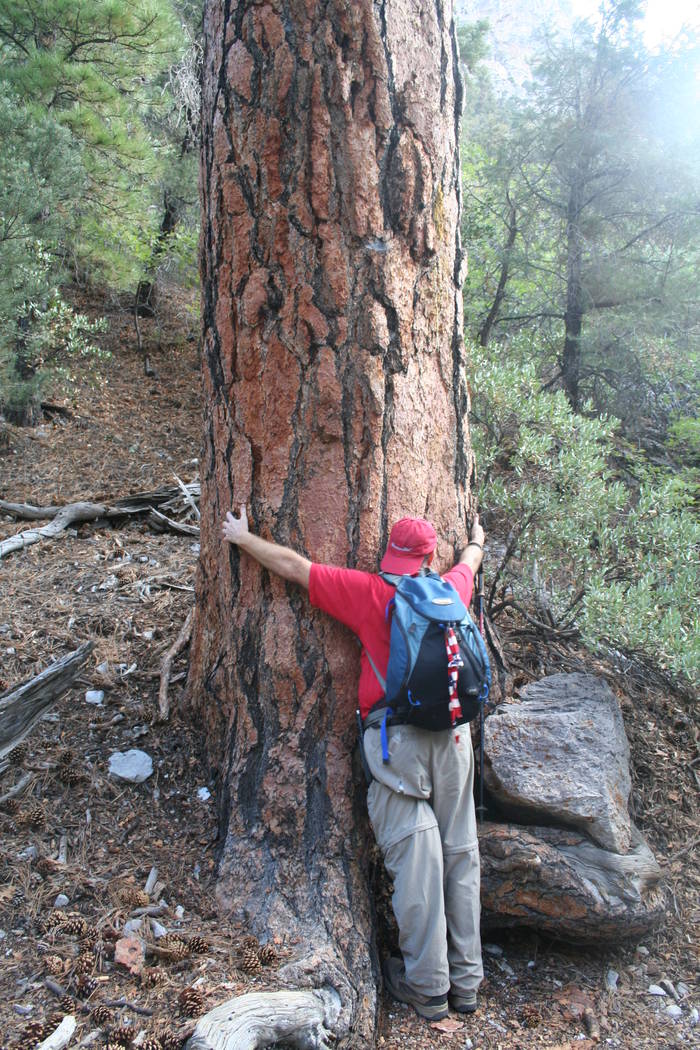Special to the Pahrump Valley Times
A 6-foot tall “tree hugger” of a large Ponderosa pine along the Fletcher Canyon trail.