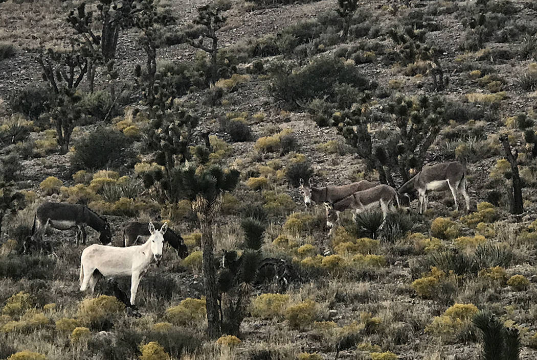 A rare all-white burro stares down from a hillside along Kyle Canyon Road. (Henry Brean/Las Vegas Review-Journal)