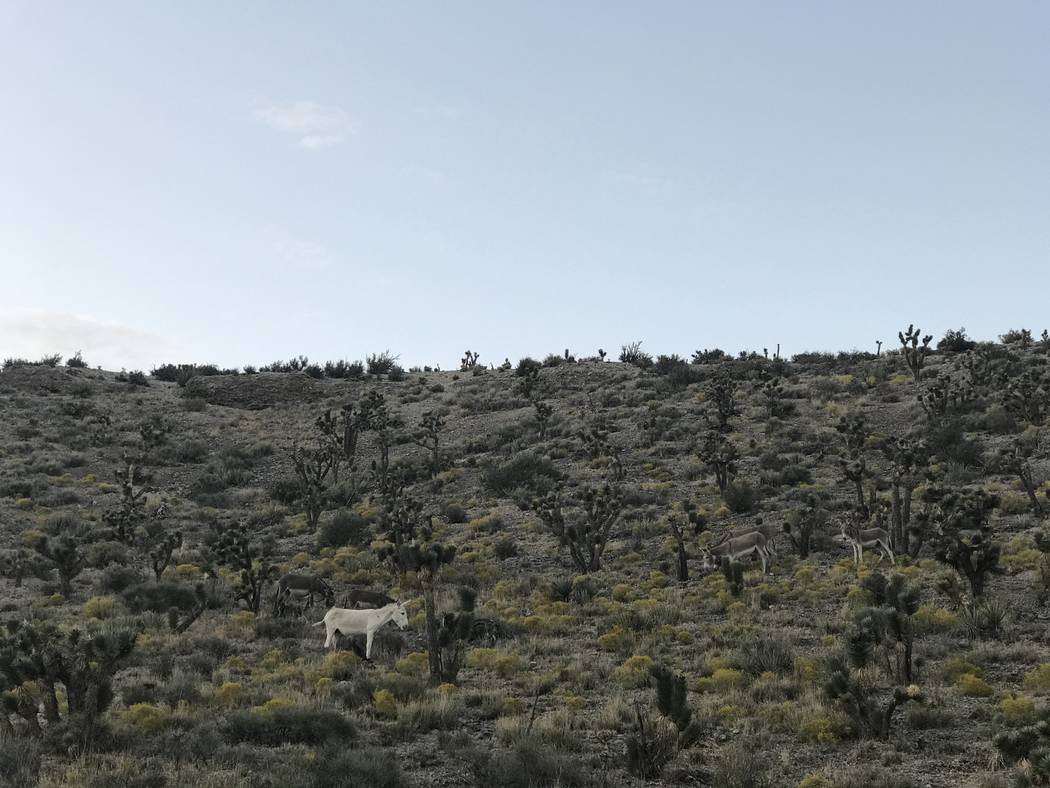 A group of six wild burros blends into the landscape along Kyle Canyon Road -- all except one rare, all-white animal. (Henry Brean/Las Vegas Review Journal)