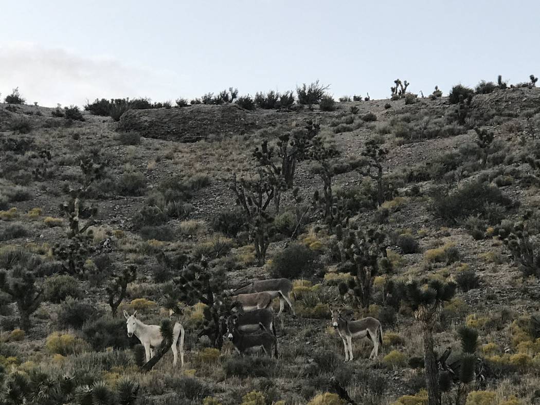 The rare all-white coloring of this wild burro spotted along Kyle Canyon Road is thought to be the result of cross-breeding with an escaped domestic donkey. (Henry Brean/Las Vegas Review Journal)