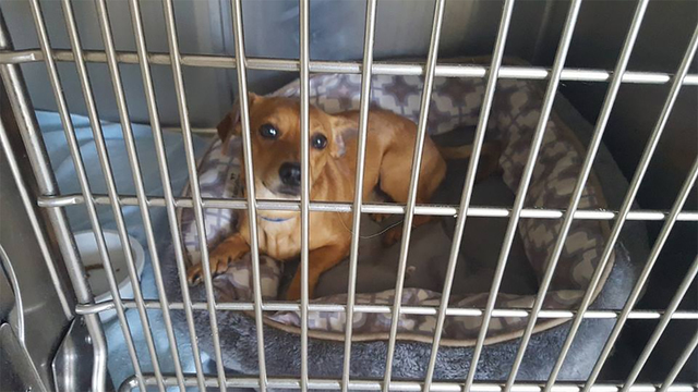 Nye County Animal Control officers rescued more than a dozen dogs after Monday’s Fourth of July fireworks celebration throughout town. Desert Haven Animal Society has a Facebook page with images ...