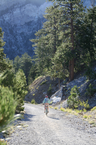 A mountain biker heads down the Scout Canyon Road section of the Bristlecone Trail, in Lee Canyon.
Deborah Wall/Special to the Pahrump Valley Times