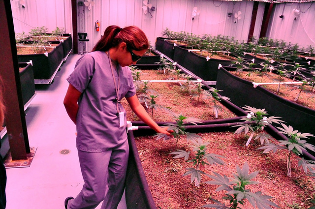 Kouanin Villa, office manager at Green Life Productions checks medical marijuana plants that grow inside the facility. Green Life Productions is one of four medical marijuana businesses that opene ...