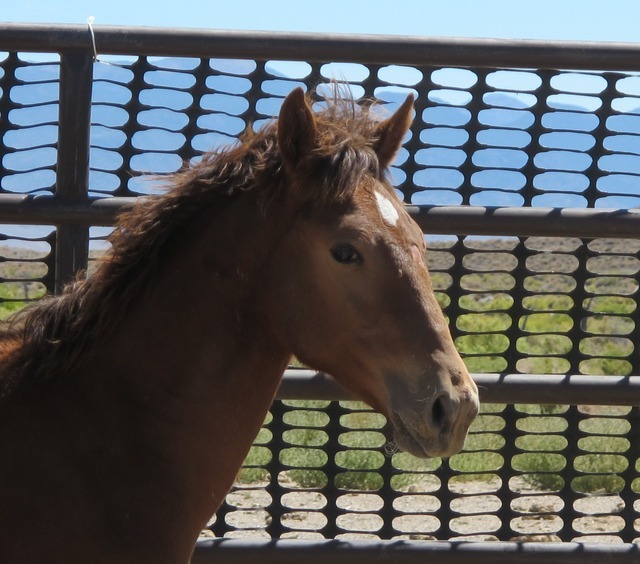 A wild horse adoption event is planned from 10 a.m. to 5 p.m., Sept. 24 at the Tonopah Rodeo Grounds. A preview is scheduled for the previous day. Courtesy of the Bureau of Land Management