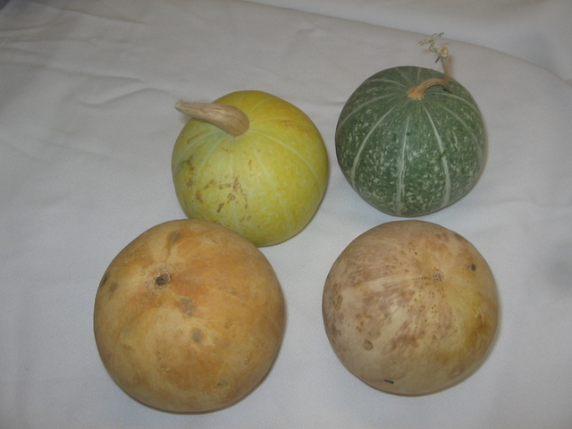 Gourds grown by gourd artist Sherry Rhine prior to her cleaning and prepping them for painting. Brenda M. Klinger/Special to the Pahrump Valley Times