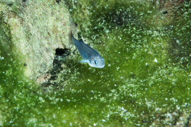 An endangered pupfish swims in Devils Hole in this photo by Olin Feuerbacher, an aquaculturist at Ash Meadows National Wildlife Refuge, featured in the "Home Means Nevada" exhibit now on display a ...