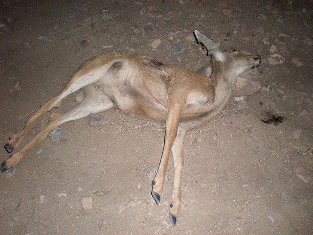 This mule deer was killed and left to rot in the Spring Mountains by a hunter or hunters now being sought by state game wardens on poaching and other charges. Courtesy of Nevada Department of Wildlife