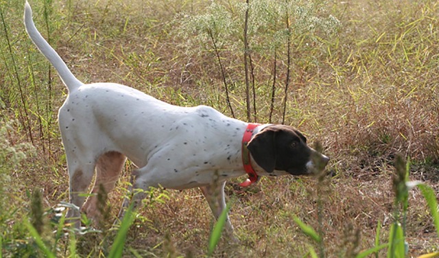 Spot, an English Pointer, struck the first birds and he went stiff with his tail raised and his nose pointed forward, the classic pointer form. 
Dan Simmons/Special to the Pahrump Valley Times