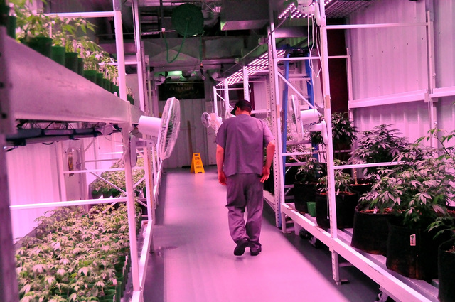 Horace Langford Jr / Pahrump Valley Times 
A veg room at Green Life Productions, LLC. It takes about three months from cutting a plant from clones to getting a finished flower.