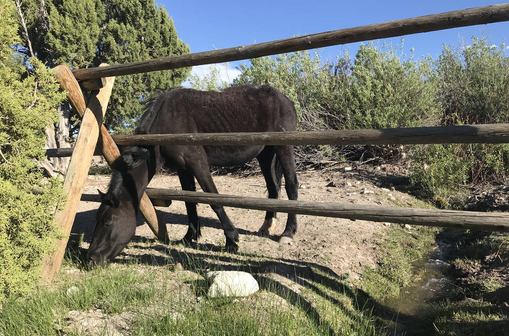 A wild horse eats grass through the fence at the Cold Creek Ranch Historic Site in the Spring Mountains Wednesday. Henry Brean Las Vegas Review-Journal