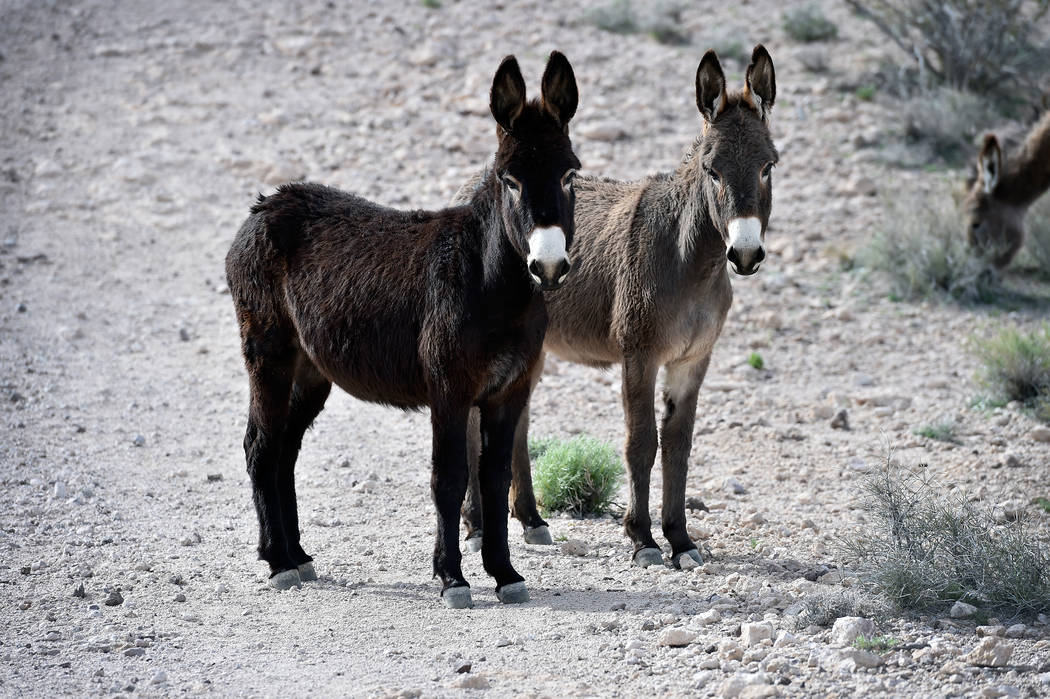 David Becker/Las Vegas Review-Journal Wild burros are seen in the hills above Beatty, Nev., on Tuesday, March 1, 2016.