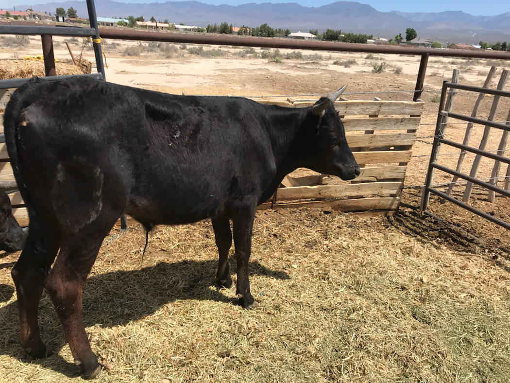 Special to the Pahrump Valley Times This young steer led local law enforcement and animal control officers on a pursuit May 10 after the animal escaped its enclosure along East Calvary Street. The ...