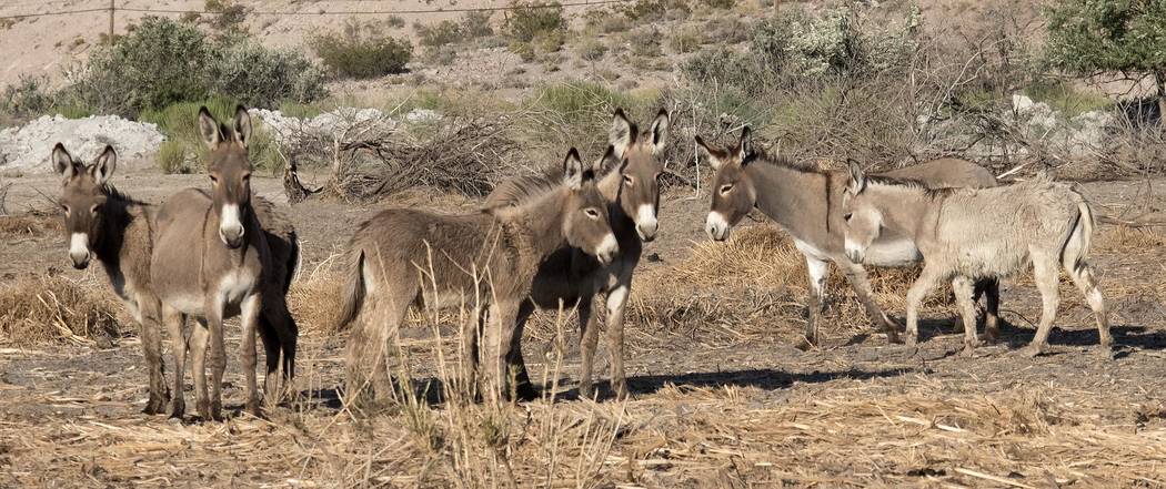 Richard Stephens/Special to the Pahrump Valley Times The allowable number of burros has to do with protection of native vegetation and desert tortoise habitat, as well as the ability of the desert ...