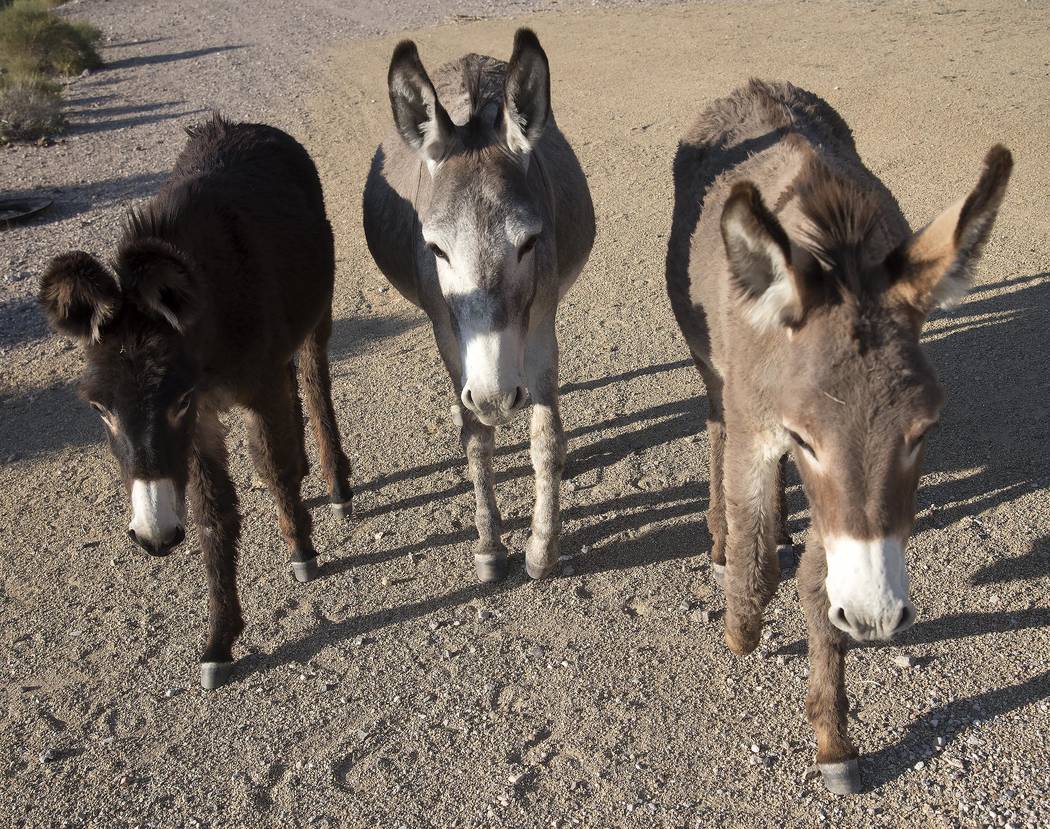 Richard Stephens/Special to the Pahrump Valley Times The bureau will be setting trap pens in July to capture 300 burros, which will be transported to a holding facility in Utah, where they will be ...