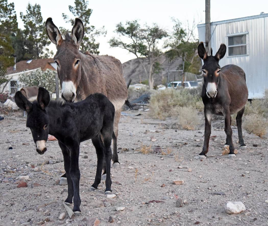 Richard Stephens/Special to the Pahrump Valley Times The maximum number of wild burros the management area is supposed to have is 91 and that the current estimated population of the animals is jus ...
