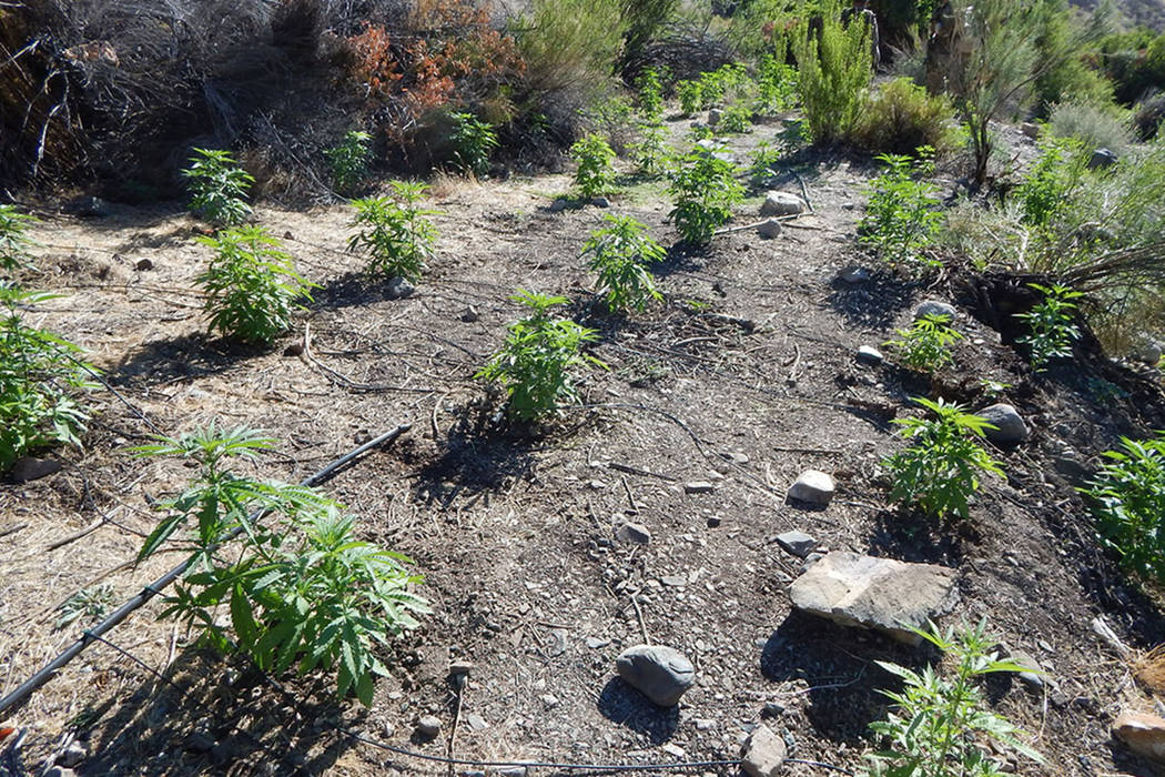 Marijuana plants grow in a remote canyon at the heart of Death Valley National Park, where authorities raided the illicit operation on July 3. National Park Service