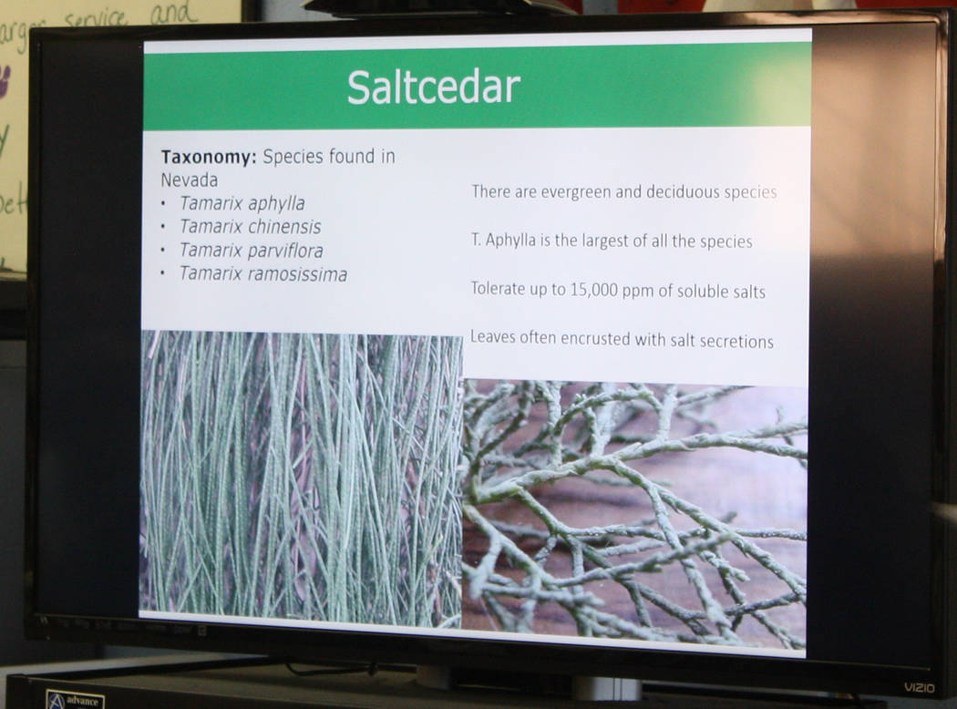 Robin Hebrock/Pahrump Valley Times An informational powerpoint presentation prepared for the saltcedar control workshop helped detail the basics about the varieties of saltcedar found in Nevada.