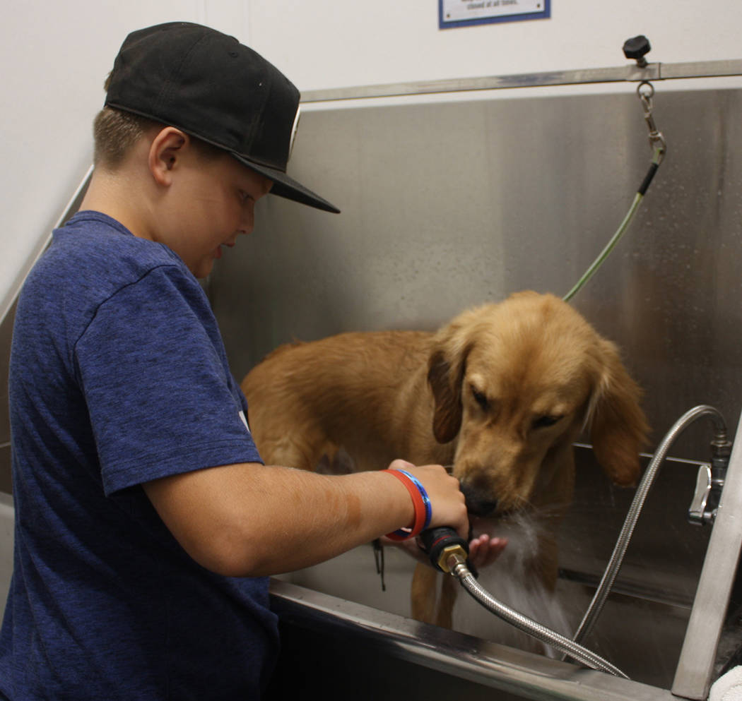 Robin Hebrock/Pahrump Valley Times A young Pahrump 4H Canine Club member is pictured starting a bath for a pup named Murphy, who paused to get a drink before happily submitting to a thorough washing.