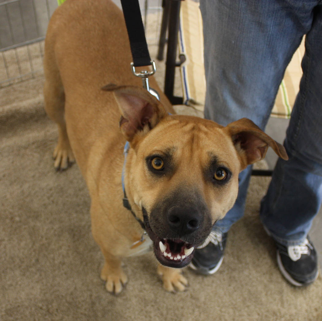 Robin Hebrock/Pahrump Valley Times The bright, happy smile of Maggie, a two-year-old boxer mix, captured the heart of an Out Here With Animals attendee, who fell in love and decided to make her a ...