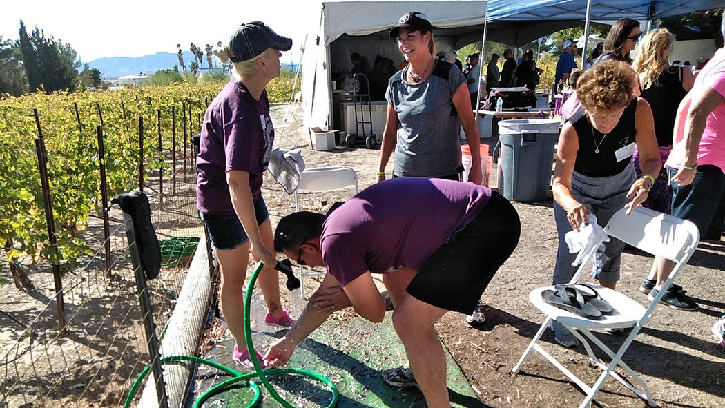 Selwyn Harris/Pahrump Valley Times Grape stomp competitors get hosed down after their respective rounds of stomping. Winery owner Bill Loken said visitors came as far as Miami, North Carolina, and ...