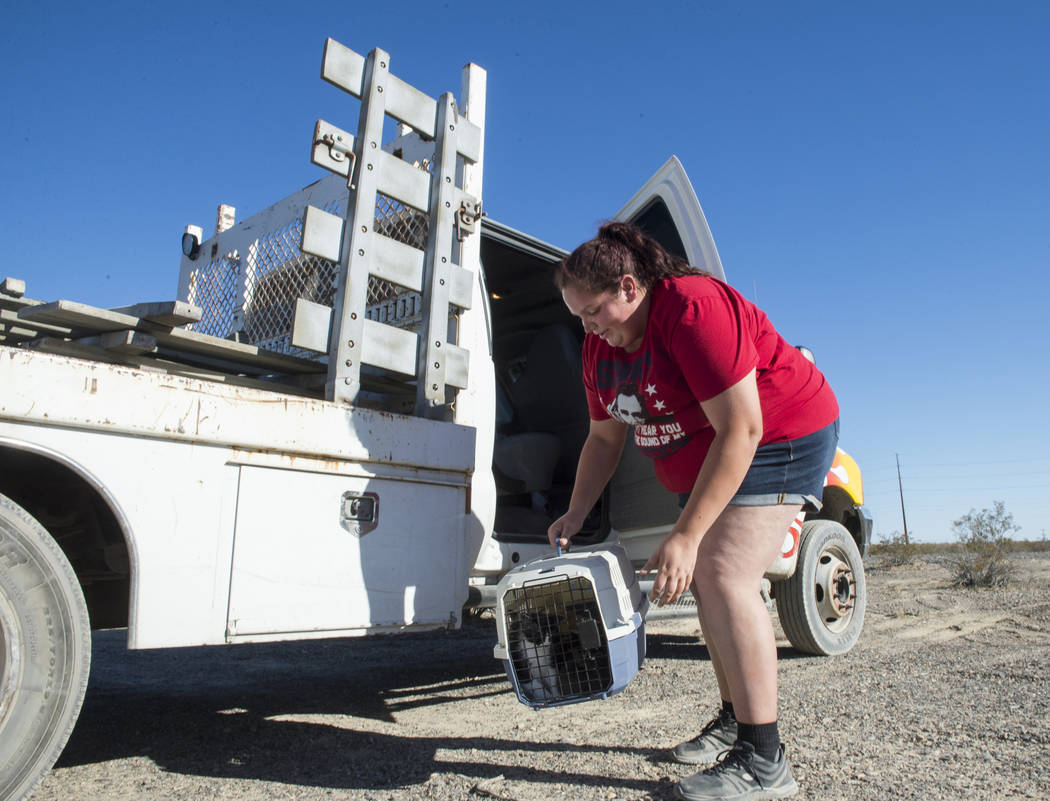 In preparation to move homeless resident Mary Supples' trailer and belongings to a different location, Nicole Olivas of Platinum Hauling picks up a carrier full of kittens to load into the truck t ...