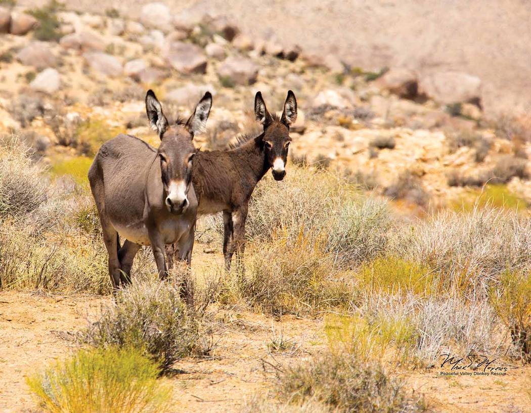 Mark Meyers/Special to the Pahrump Valley Times The National Park Service and Peaceful Valley Donkey Rescue have signed a five-year project agreement to capture and remove up to 2,500 burros from ...