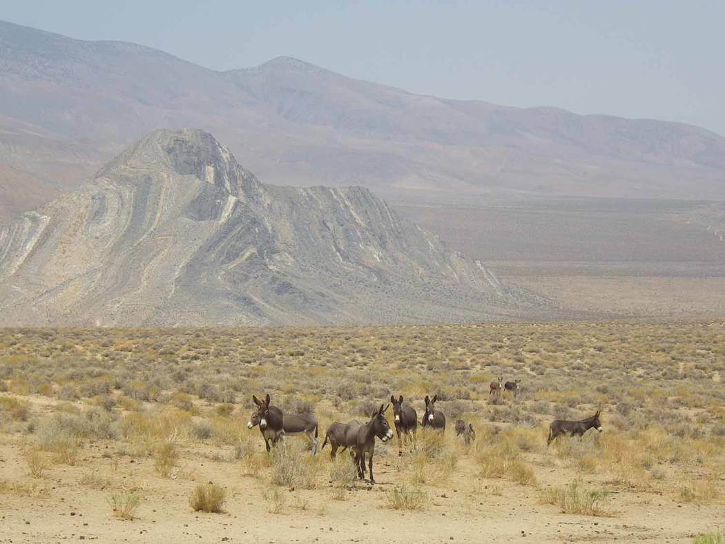 Mark Meyers/Special to the Pahrump Valley Times Death Valley’s burros are descended from domestic animals released into the wild. Many were released by mining prospectors, and today many people ...