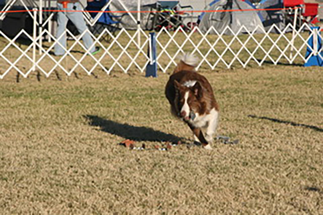 Special to the Pahrump Valley Times Myst, a Border Collie, performs an obedience exercise in scent discrimination. Myst and owner Cynde Leshin traveled in from Sedona, Arizona.