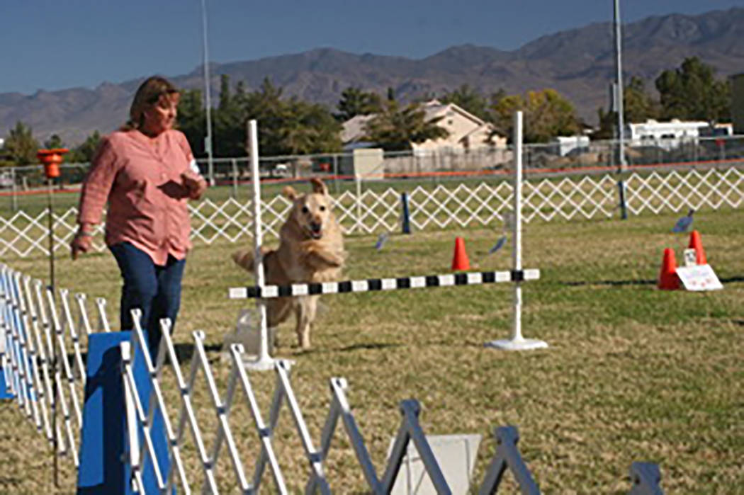 Special to the Pahrump Valley Times Seti, a golden retriever, in clears a hurdle during the rally exercise. Seti is joined by owner Kristie Rasmussen who arrived in Pahrump from Draper, Utah
