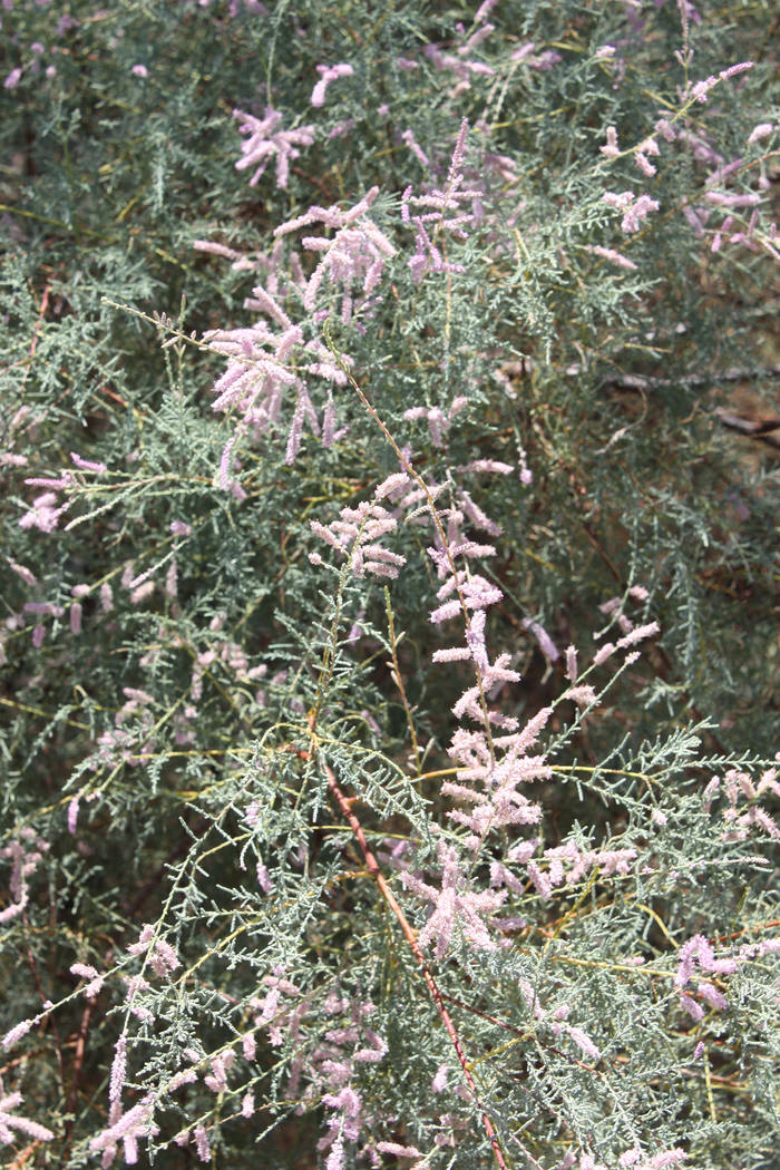 Robin Hebrock/Pahrump Valley Times An up-close view of the flowers blooming on a salt cedar, just one of the many types of invasive weeds that Tri-County Weed Control focuses on.