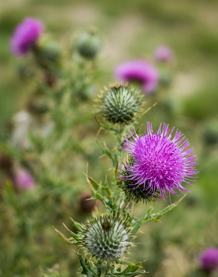 Thinkstock The bright pink flower head of a scotch thistle may look pretty to some but this is considered a noxious weed in the State of Nevada.