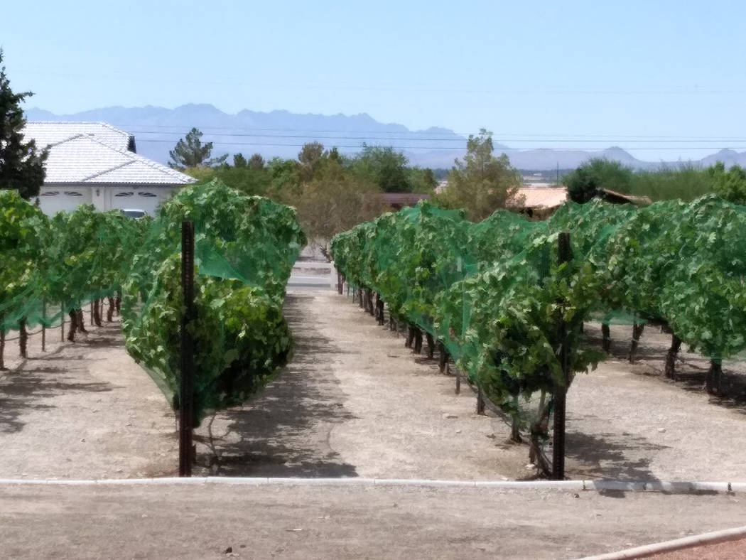 Selwyn Harris/Pahrump Valley Times The Pahrump Valley Winery has changed hands just months after owners Bill and Gretchen Loken announced the completion of a $1.7 million expansion project. The ex ...