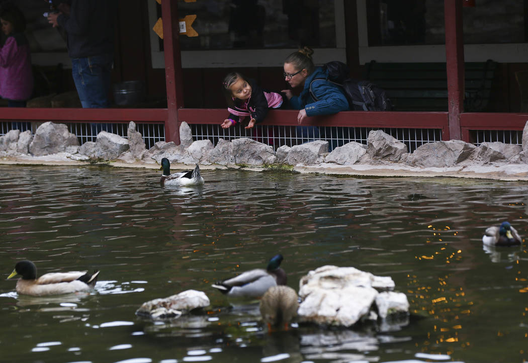 Crystal Conwell, with daughter Riley Standifer, looks at ducks at a pond at Bonnie Springs Ranch outside of Las Vegas on Saturday, Jan. 12, 2019. The ranch is under contract to be sold and demolis ...